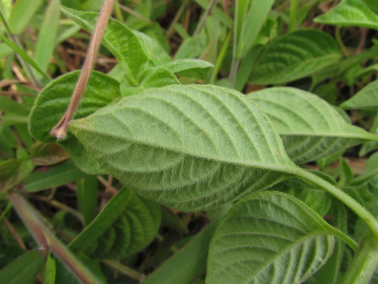 Dicliptera squarrosa (15)