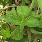 Dicliptera squarrosa (12)