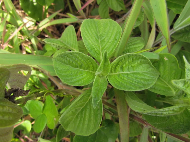 Dicliptera squarrosa (12)