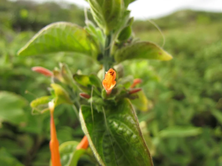 Dicliptera squarrosa (8)
