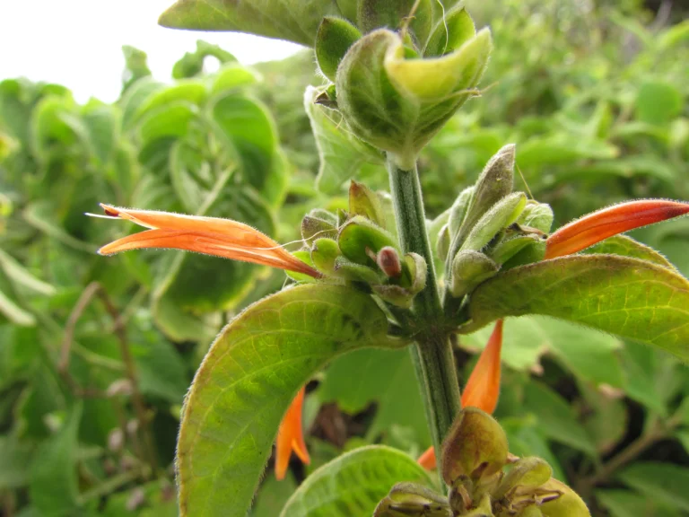 Dicliptera squarrosa (4)