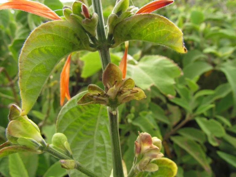 Dicliptera squarrosa (5)
