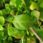 Barleria repens (17)