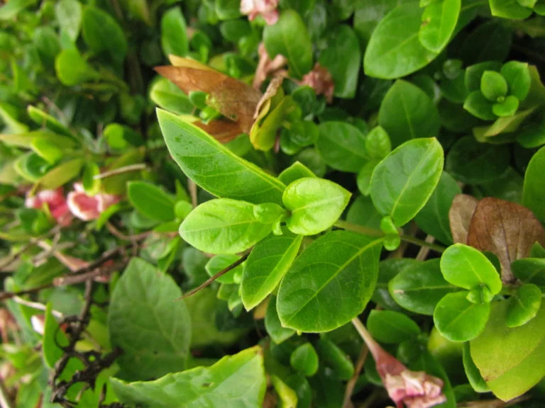 Barleria repens (18)