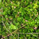 Barleria repens (16)
