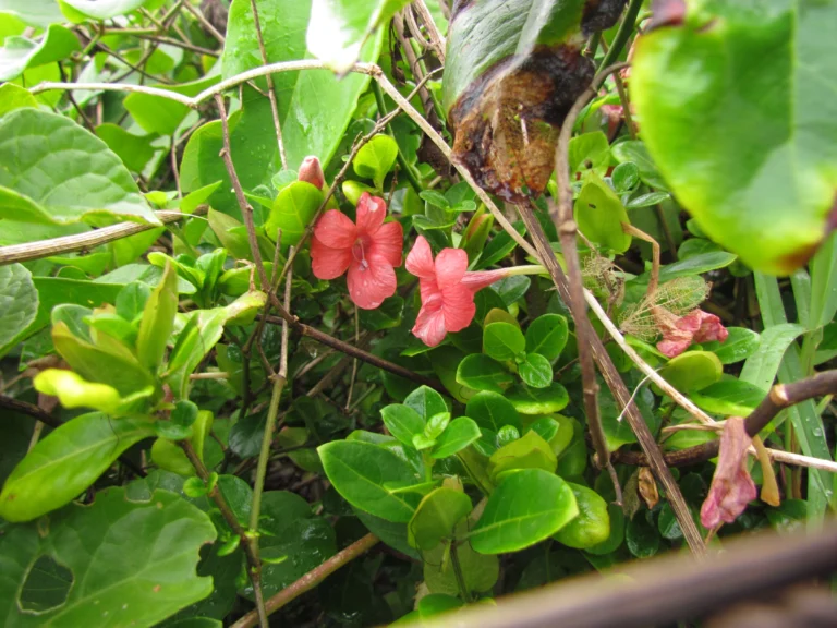 Barleria repens (12)