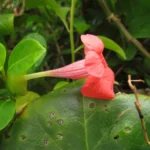 Barleria repens (13)