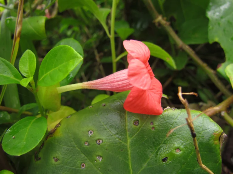 Barleria repens (13)