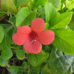Barleria repens (7)