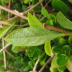 Barleria repens (8)