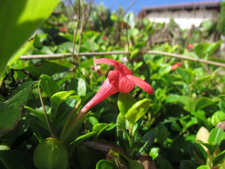 Barleria repens (4)