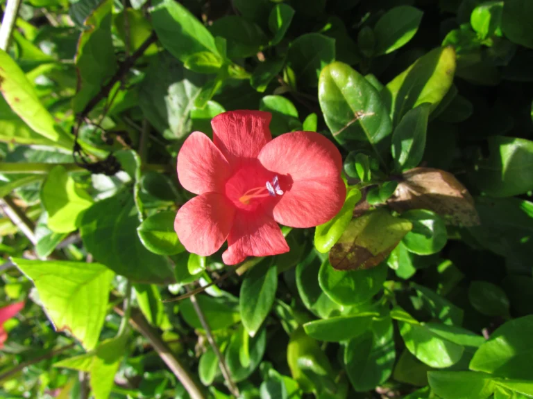 Barleria repens (2)