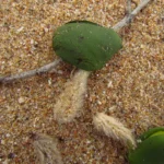 Avicennia schaueriana (15)
