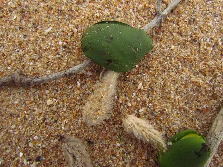 Avicennia schaueriana (15)