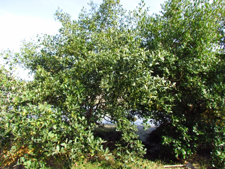 Avicennia schaueriana (13)