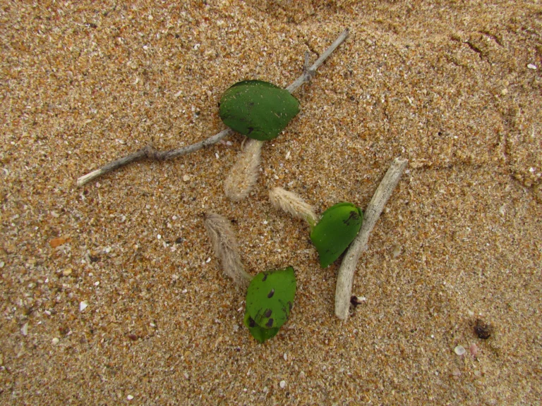 Avicennia schaueriana (14)