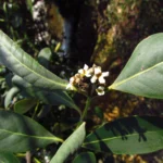 Avicennia schaueriana (10)