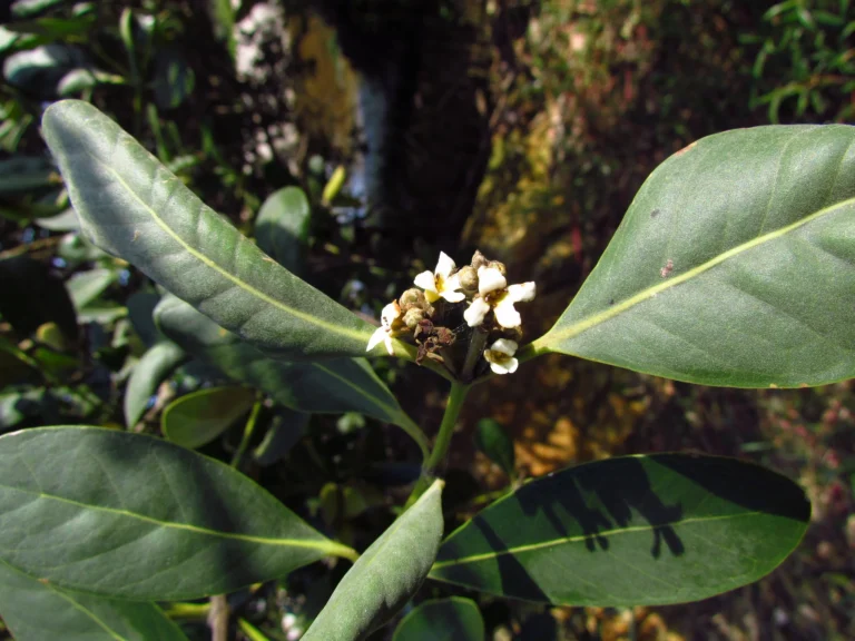 Avicennia schaueriana (10)
