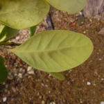 Avicennia schaueriana (7)