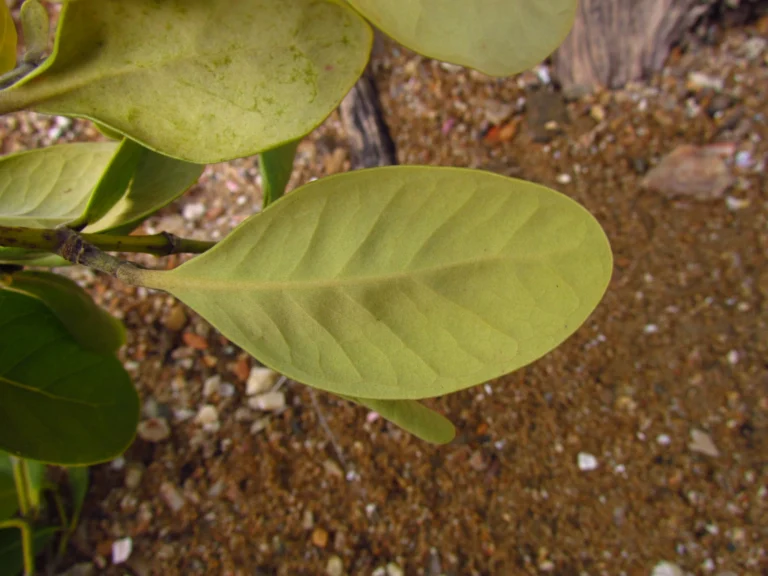 Avicennia schaueriana (7)