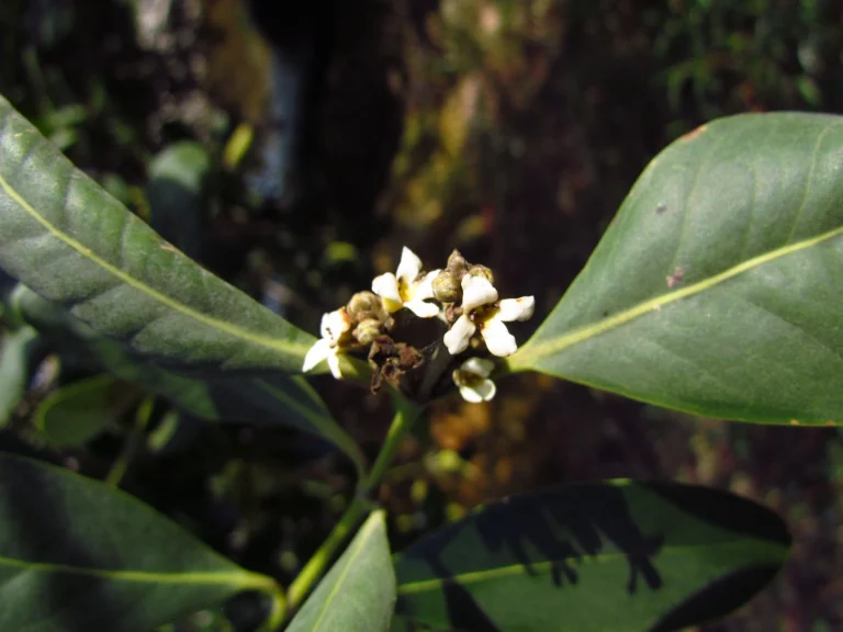 Avicennia schaueriana (8)