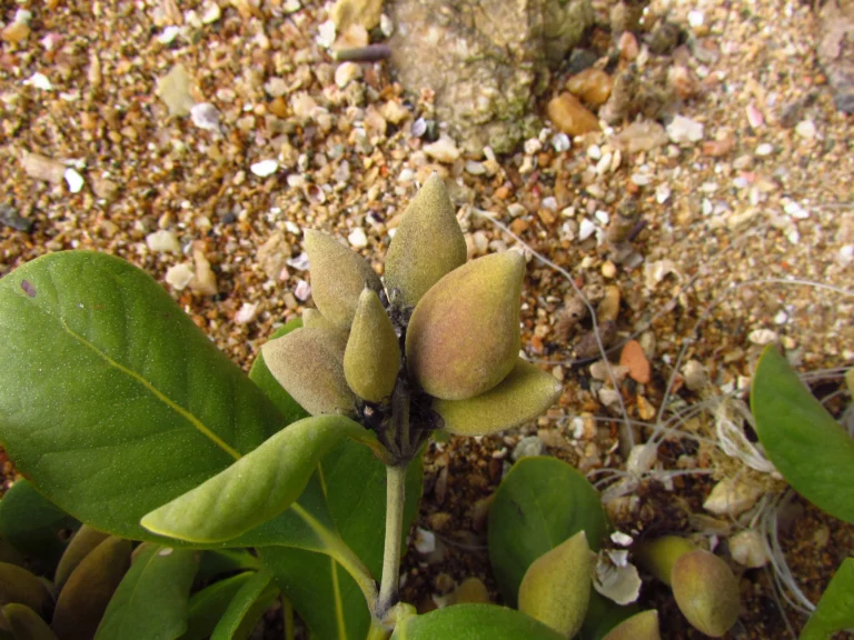 Avicennia schaueriana (5)