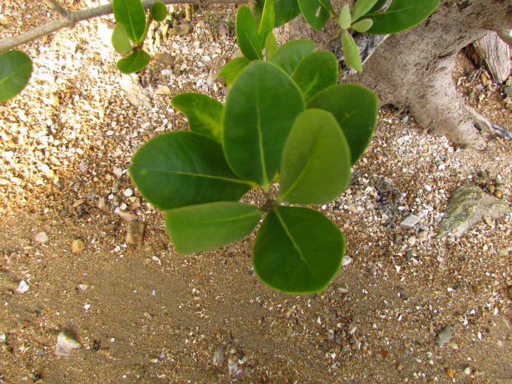 Avicennia schaueriana (2)