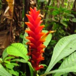Aphelandra liboniana (13)
