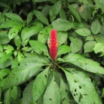 Aphelandra liboniana (5)