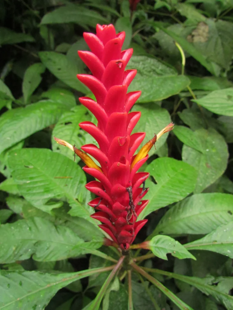 Aphelandra liboniana (6)