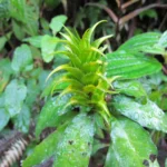 Aphelandra chamissoniana (38)