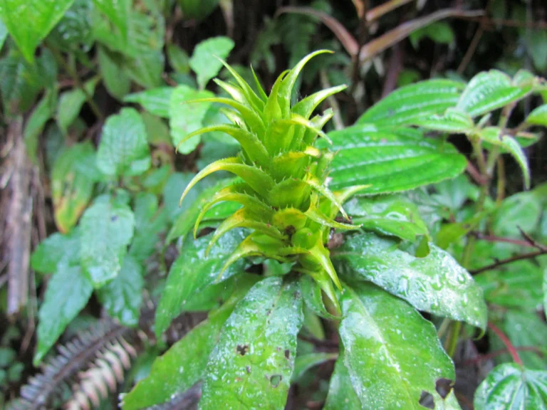 Aphelandra chamissoniana (38)
