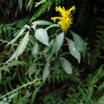 Aphelandra chamissoniana (27)