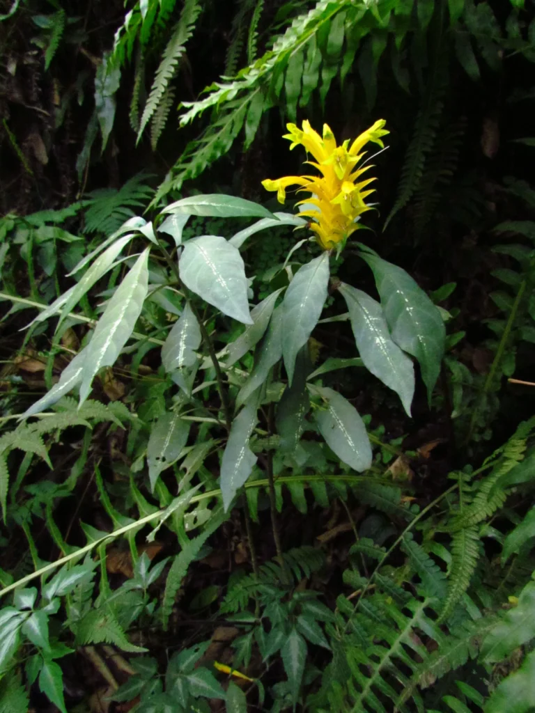 Aphelandra chamissoniana (27)
