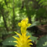 Aphelandra chamissoniana (14)