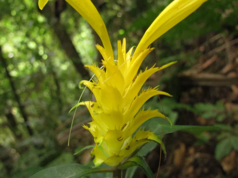 Aphelandra chamissoniana (11)