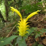 Aphelandra chamissoniana (9)