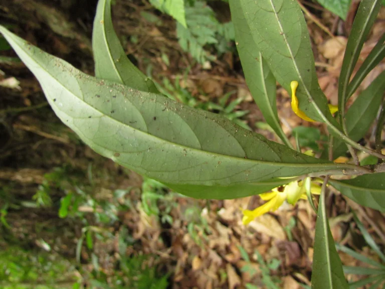 Aphelandra chamissoniana (4)