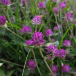 Gomphrena celosioides (38)