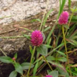 Gomphrena celosioides (29)