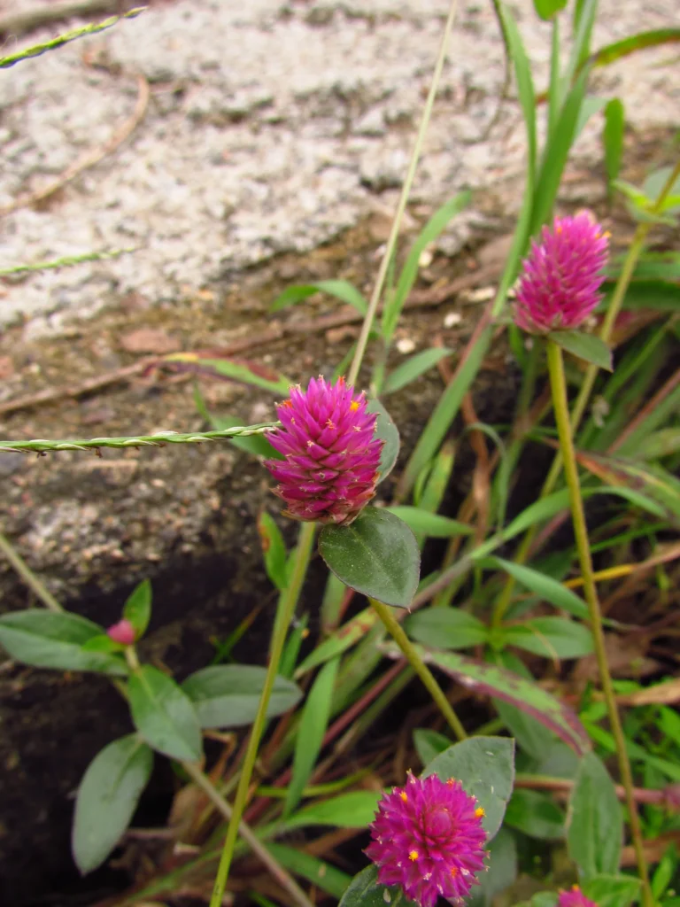 Gomphrena celosioides (29)