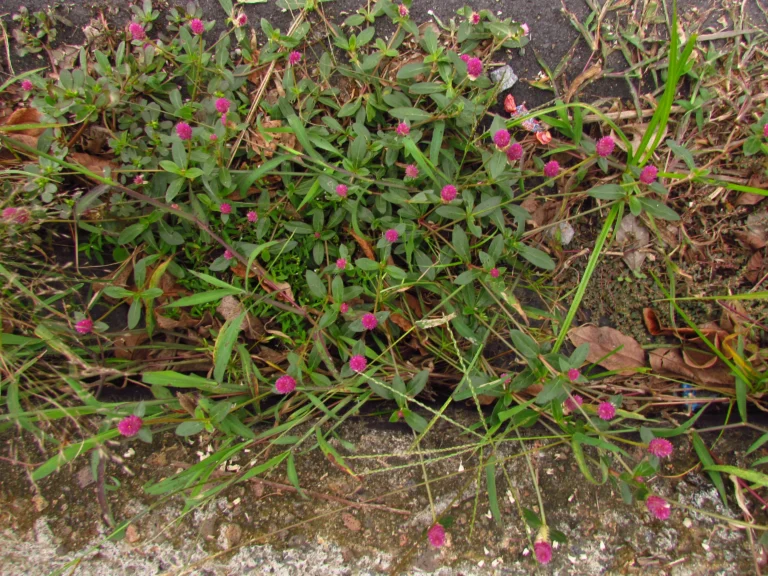 Gomphrena celosioides (28)