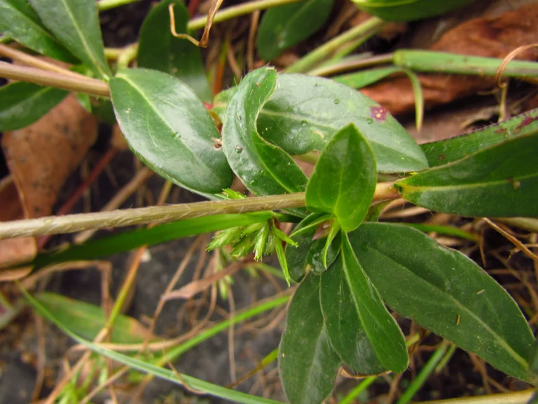 Gomphrena celosioides (26)