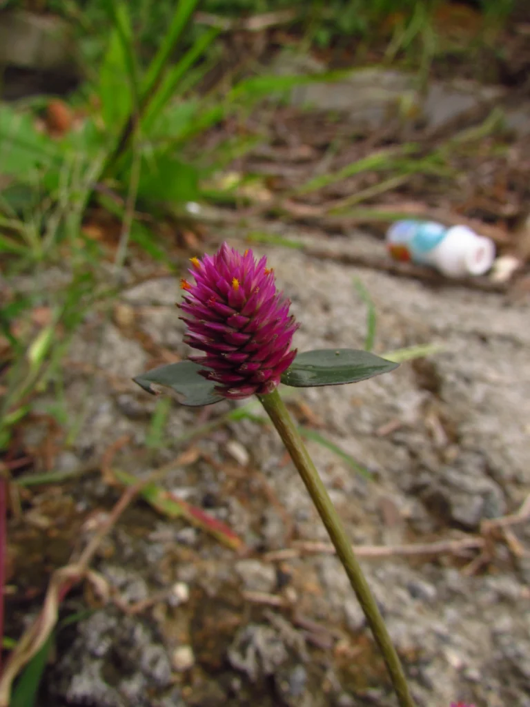 Gomphrena celosioides (23)