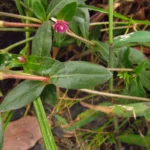 Gomphrena celosioides (22)