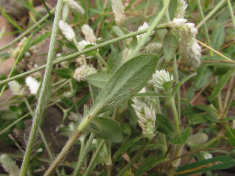 Gomphrena celosioides (19)
