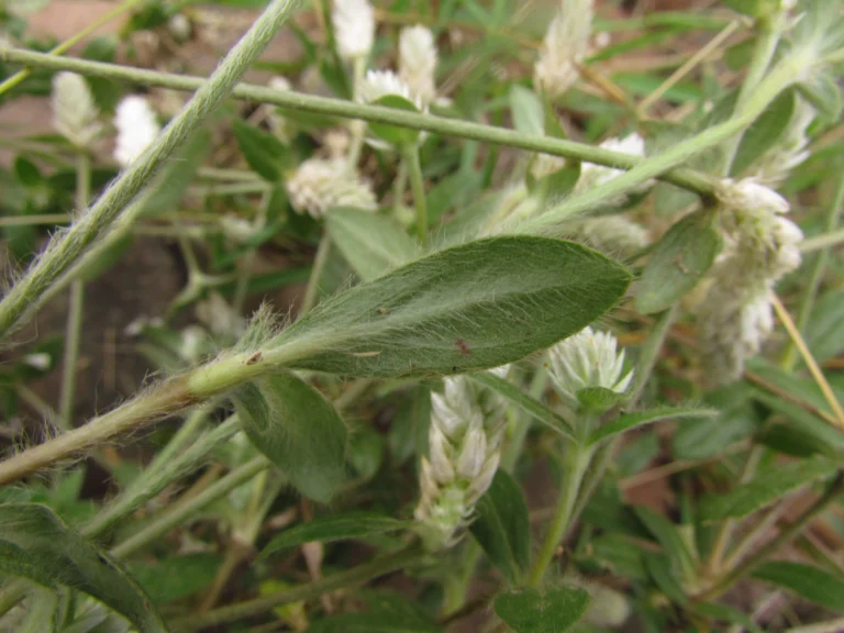 Gomphrena celosioides (20)