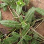 Gomphrena celosioides (17)