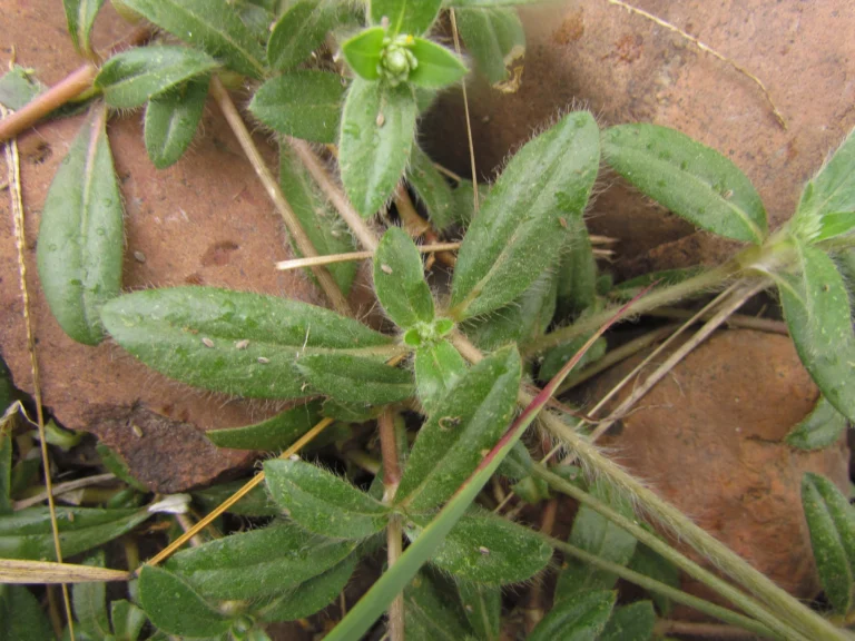 Gomphrena celosioides (18)