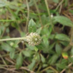 Gomphrena celosioides (15)